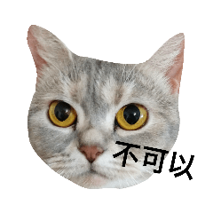 貓咪日常問候語