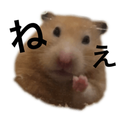 ponzu_20190512103117