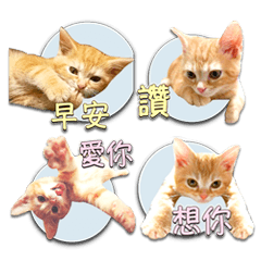 小橘貓 拿鐵拉花 4