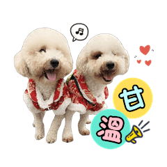 DoDo&Teddy dogs
