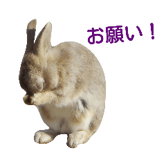 cute rabbits (photo&Japanese)