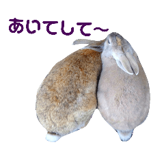 back of cute rabbits
