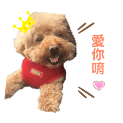 紅貴賓-妹妹的日常