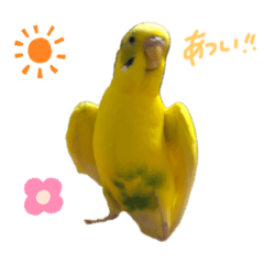saya.kuu