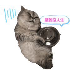 雙寶表情貼