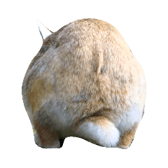 back view of cute rabbits (photo)