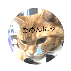 Five cats_20190513015656