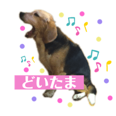 beagle kevin_20190513082848