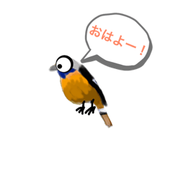 家の庭に来る鳥
