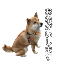 cute shibainu kinako 3