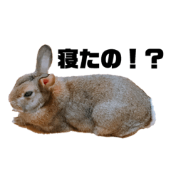 Rabbit Lily03