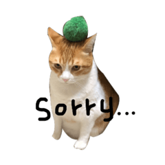 叩叩