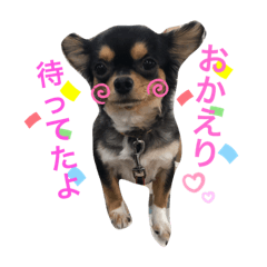 Chihuahua is Love2