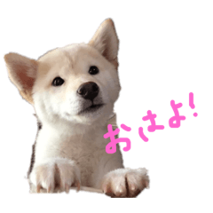 shiroshiba temari stamp