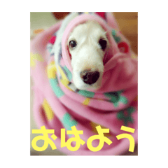 KUMAchan_20190513232718