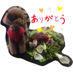 kaho____