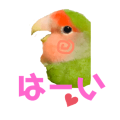 小桜インコ ラッキー時々マメルリハ そら