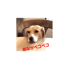 chappy_20190514003703