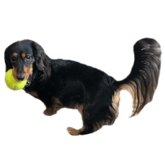 mydogMei