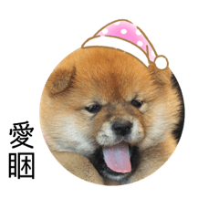 HELLO SHIBA BUBU
