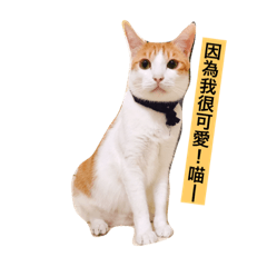 喵嗚～雷雷好夥伴