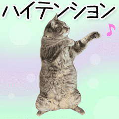 Hyper Cat!2