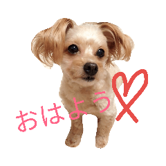 sherry_20190510202331