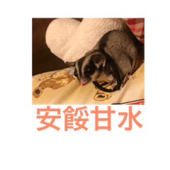 啾啾and雞腿說你好（蜜袋鼯）