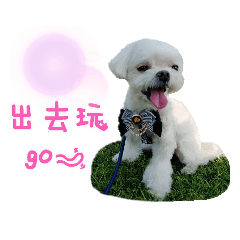 瑪爾萌犬Mico哥