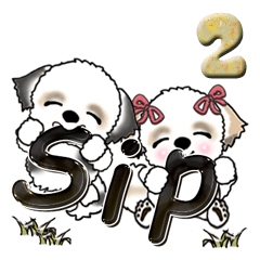 Shih Tzu Dog (Spain language) 2