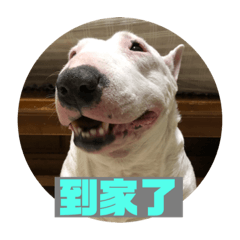 賤狗