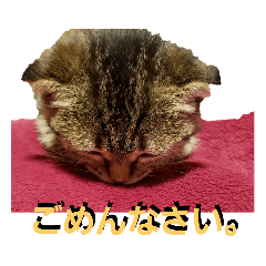 我が家のMickey(ごめんなさいver)