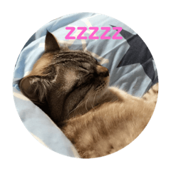 Obi-Nyan Kenobi_20190515004740