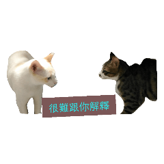 米粒貓_Milly cat