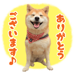 柴犬きなこスタンプ【日常でよく使う言葉】