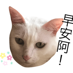 咪咪日常生活專用貼