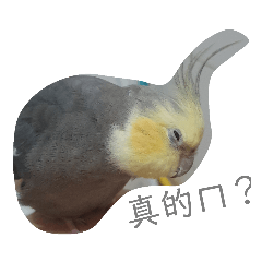 Fat Fat Cockatiel 2