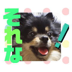 piyo_20190515220721