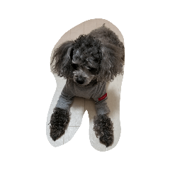 ryu_20190515223750