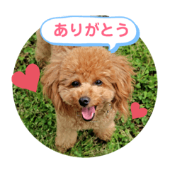 YUZU-toypoodle