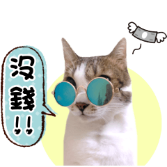 Stupid catの降臨