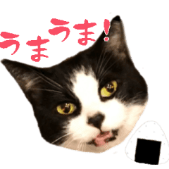 日本猫ねこ協会 公式スタンプ Line スタンプ Line Store