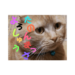 LINE STORE LINE Corporation Link友だちを選択