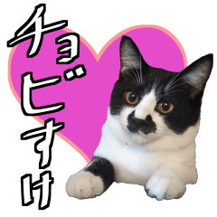 Kisarazu Cat CHOBISUKE _01