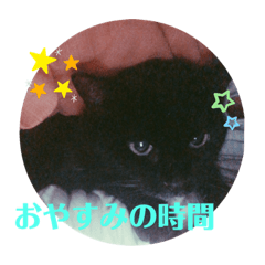 cats_20190517140221