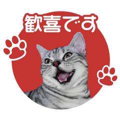 American Shorthair ku-ko