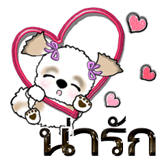 Thai version of Shih Tzu dog.