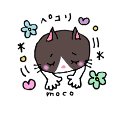 はちわれネコ   mocoちゃん