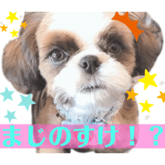 シーズーかあいいね〜♡