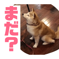 SHIBAINU KURUMI Dog